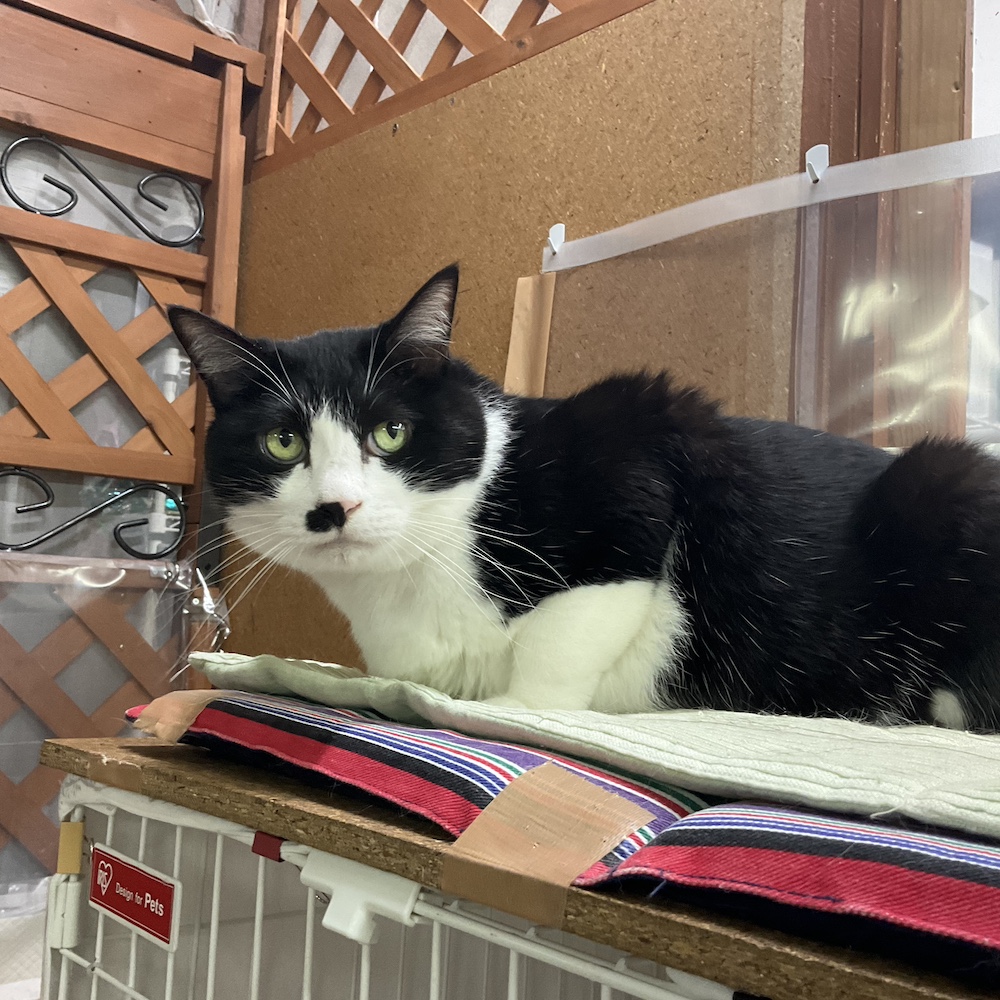 smilecat（スマイルキャット）_ダン