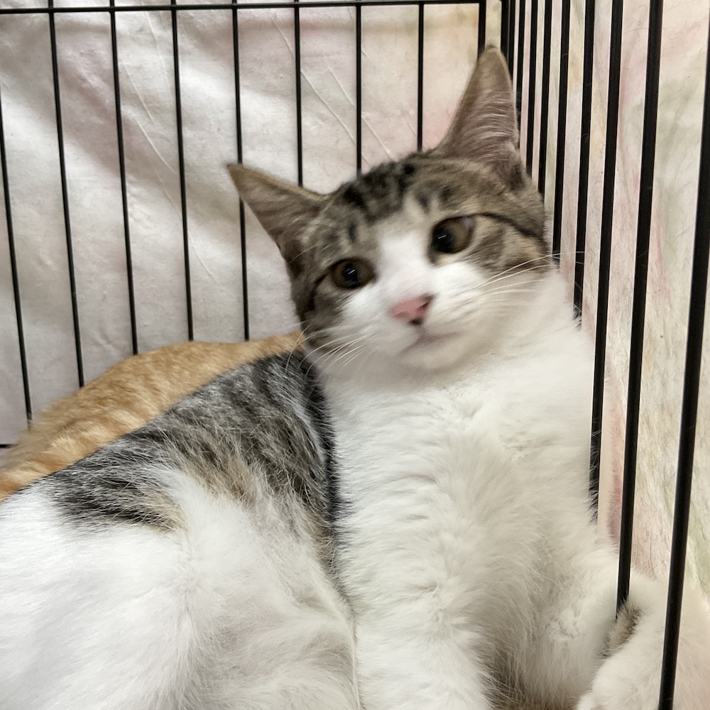 smilecat（スマイルキャット）_リヒト